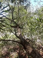 Pouteria salicifolia