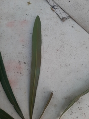 Pouteria salicifolia