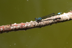 Acanthagrion lancea