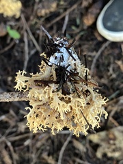 Clavulina coralloides