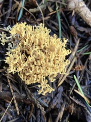 Clavulina coralloides