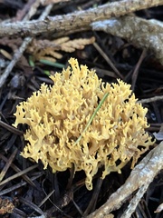 Clavulina coralloides