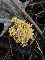 Clavulina coralloides