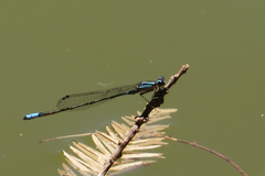 Acanthagrion lancea