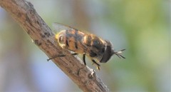 Copestylum marginatum