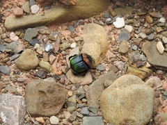 Sulcophanaeus imperator