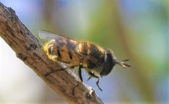 Copestylum marginatum