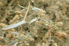 Atriplex amnicola