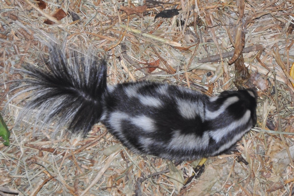 Southern Spotted Skunk