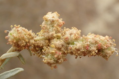 Atriplex amnicola