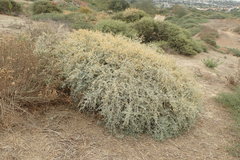 Atriplex amnicola