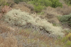 Atriplex amnicola