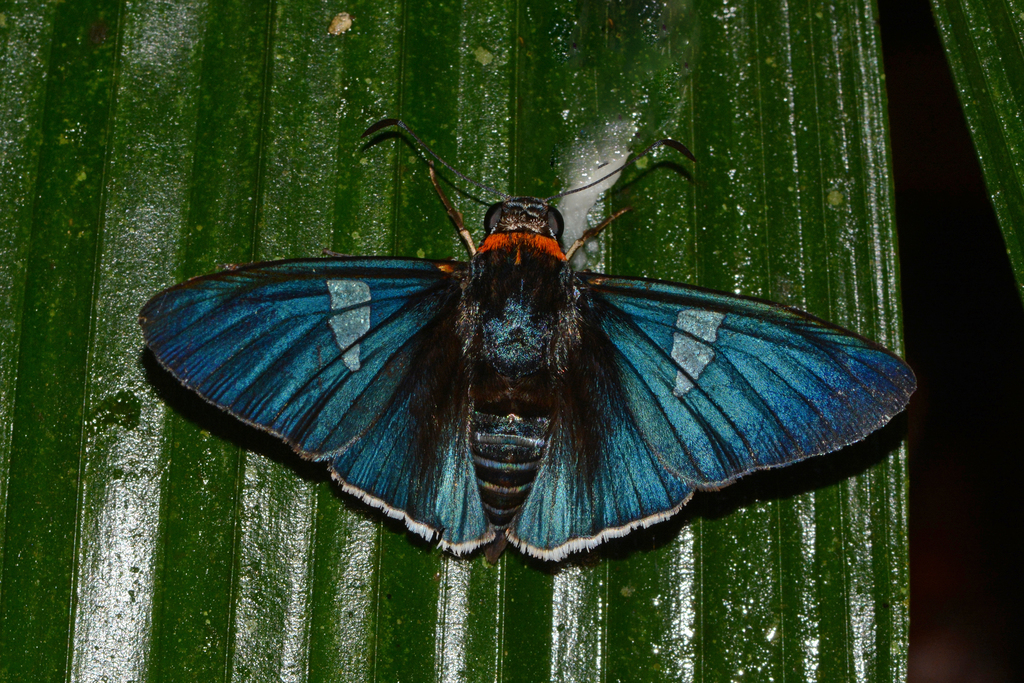 Gunayan