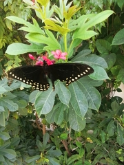 Papilio menatius victorinus