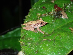 Pristimantis appendiculatus