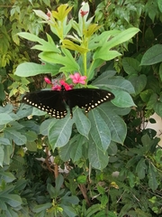 Papilio menatius victorinus