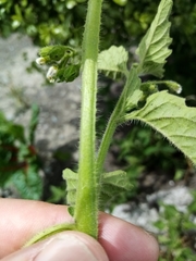 Solanum nitidibaccatum