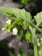 Solanum nitidibaccatum