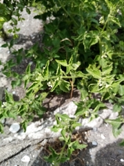 Solanum nitidibaccatum