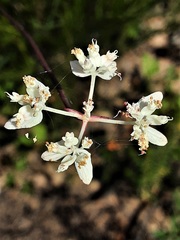 Xanthosia atkinsoniana