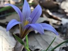 Romulea ramiflora gaditana