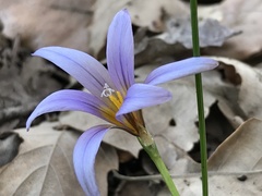Romulea ramiflora gaditana