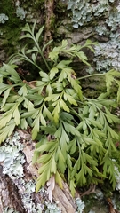 Asplenium haurakiense