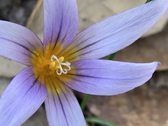 Romulea ramiflora gaditana