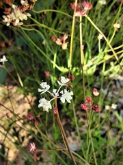 Xanthosia atkinsoniana