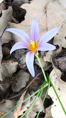 Romulea ramiflora gaditana