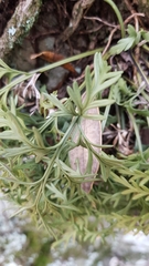 Asplenium haurakiense