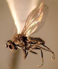 Hydrelliinae