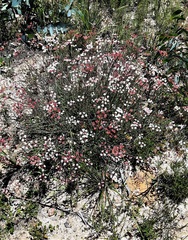 Xanthosia atkinsoniana