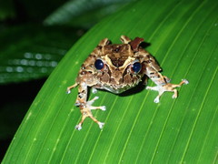 Pristimantis appendiculatus