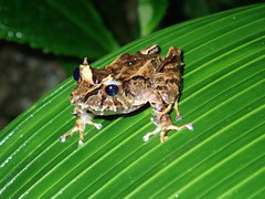 Pristimantis appendiculatus