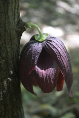 Sapranthus palanga image