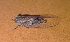 Atrapsalta corticina