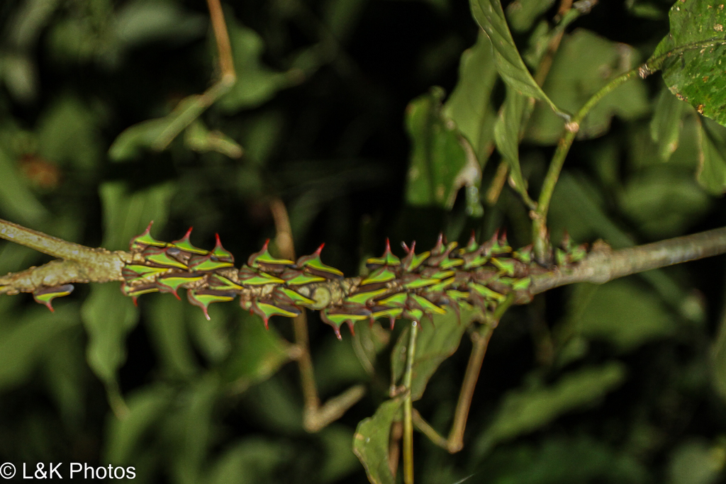Umbonia ataliba