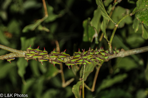 Umbonia ataliba