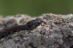 Montivipera raddei