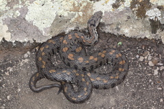 Montivipera raddei