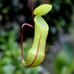 Nepenthes tobaica