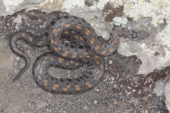 Montivipera raddei