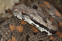 Montivipera raddei