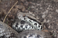 Montivipera raddei