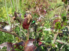 Somatochlora tenebrosa