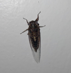 Atrapsalta corticina