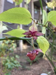 Leycesteria