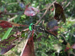 Somatochlora tenebrosa
