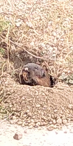 Volcán de Toluca Pocket Gopher